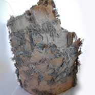 Swamp Trunk